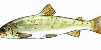 Terms of Reference for an Expert in preparation of a Conservation Action Plan (CAP) for the endemic and endangered Prespa trout (Salmo peristericus)