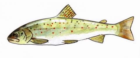 Terms of Reference for an Expert in preparation of a Conservation Action Plan (CAP) for the endemic and endangered Prespa trout (Salmo peristericus)