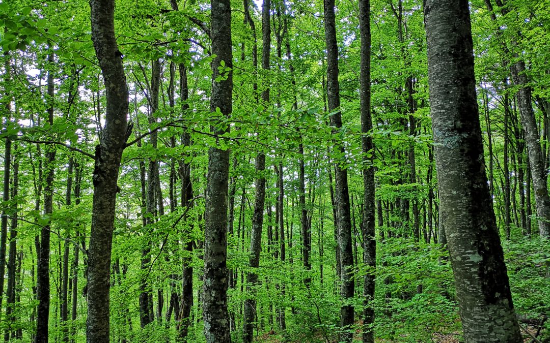 Потребни ни се здрави и отпорни шуми за да ги исполниме климатските цели- Еко-свест со коментари за новите закони за управување со шумите