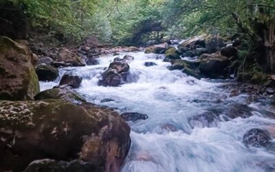 „Заштита на реките преку воспоставување на мониторинг и практики за обновување на речните живеалишта во заштитени подрачја“